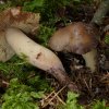 Phaeocollybia lugubris, Gemeiner Wurzelschnitzling